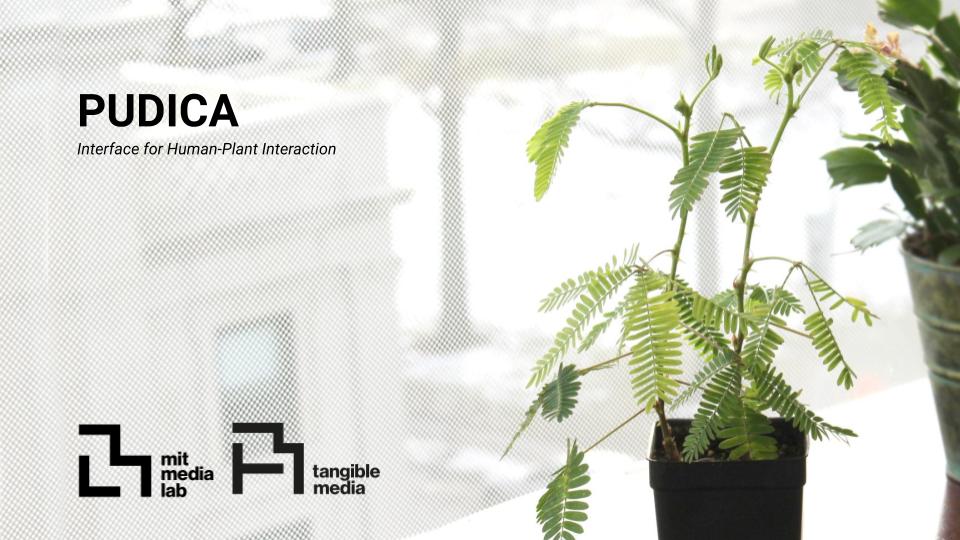 Mimosa Pudica project